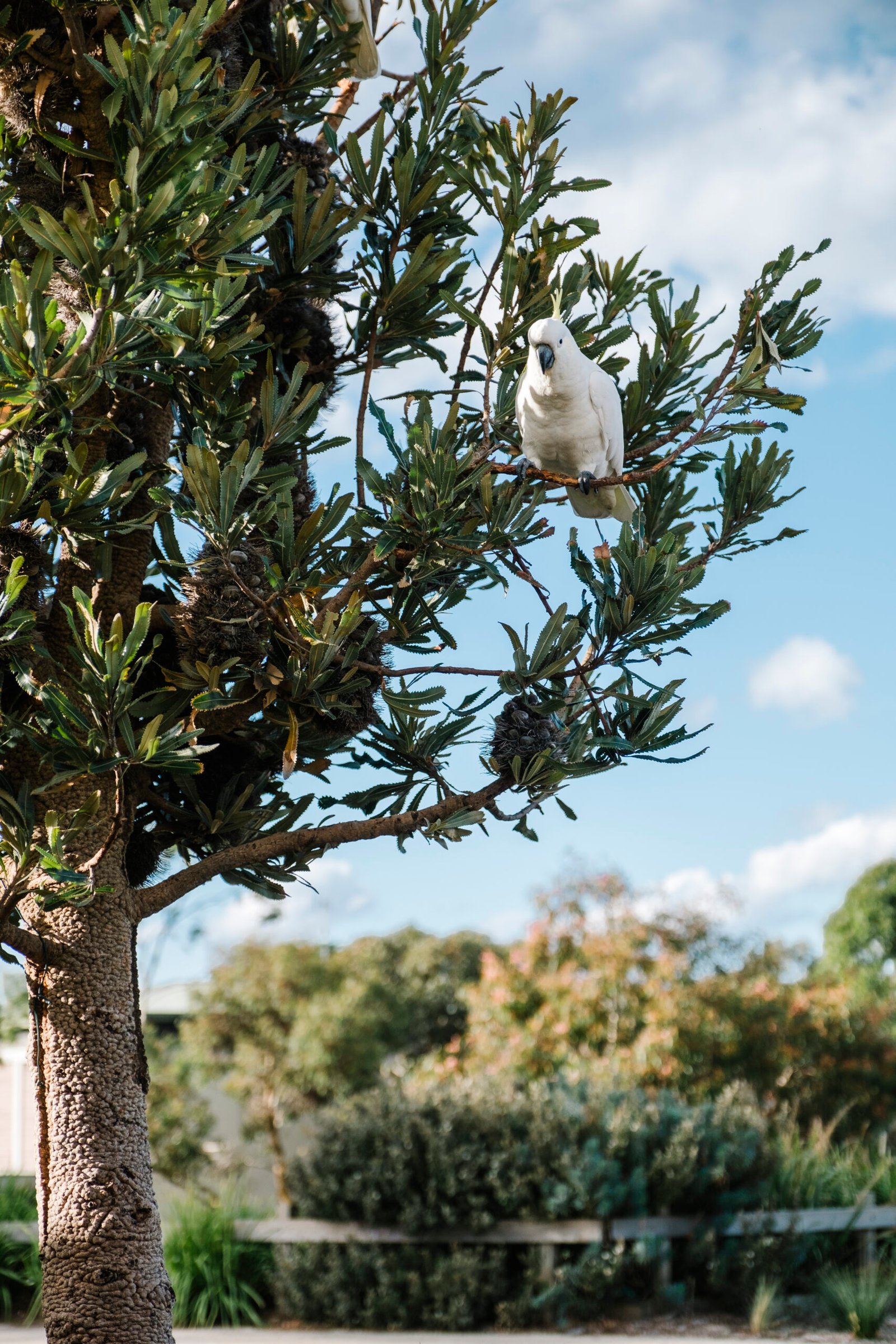 cockatoo on tree